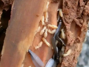 郴州市白蚁防治公司分享生物防治白蚁技术，绿色环保防虫新方式